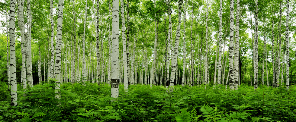 A060970-自然风景-森林-白桦林