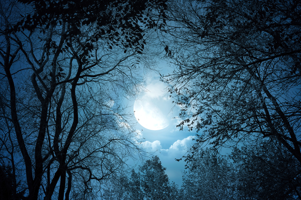 A063827-自然风景-月夜丛林