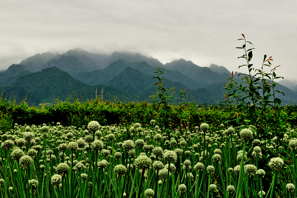 A056592-自然风景-山川-油菜花