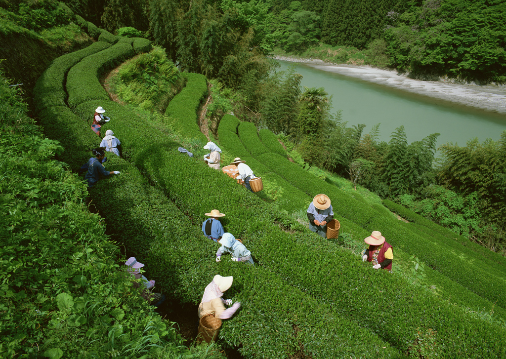A058451-自然风景-山川--采茶
