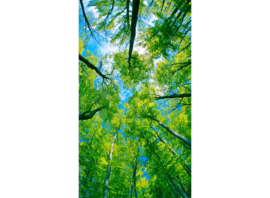 A051060-玄关-自然风景-蓝天树林仰视图