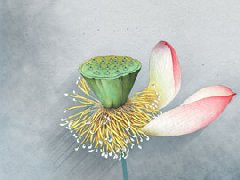 A066831-分层-标清-玄关-中式-工笔荷花玄关
